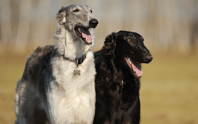 Borzoi colors