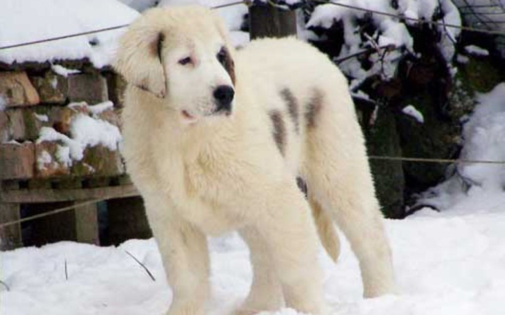 Ovejero de Asia Central perro