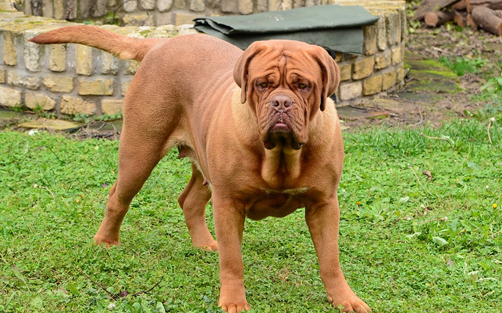 Bordeauxdogge Hund