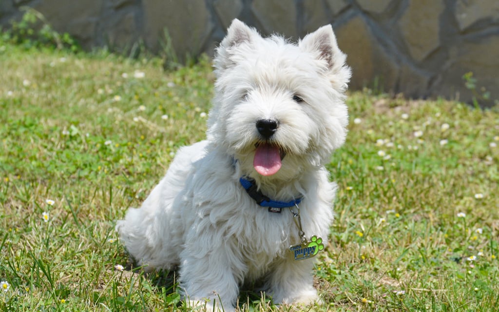 Terrier West Highland White