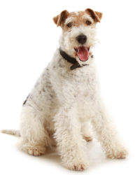 Fox Terrier