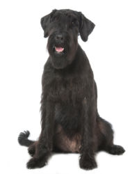 Giant Schnauzer