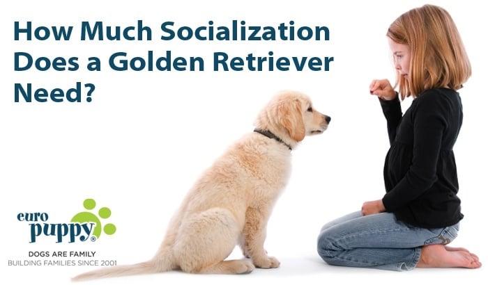 How Much Socialization Does a Golden Retriever Need?