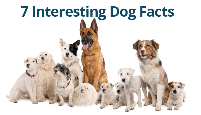 7 Interesting Dog Facts You’ve Never Heard Of