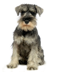 Schnauzer Miniatura