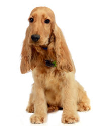 Englischer Cocker Spaniel