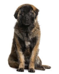 Leonberger picture