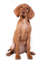 Hungarian Vizsla