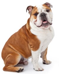 White with Markings Miniature English Bulldog picture