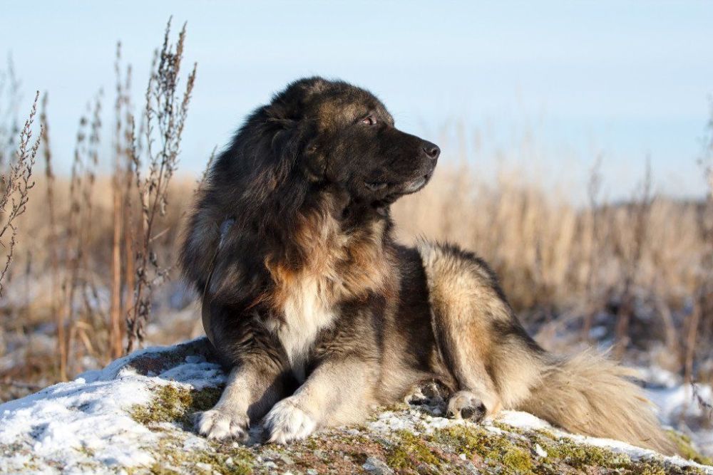 Caucasian Shepherd: family pet or ruthless killer?