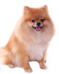 Pomerano