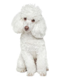 Toy Poodle