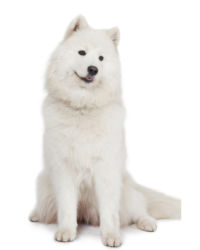 Samoyed