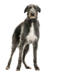 scottish deerhound grey picture