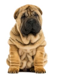 shar pei picture
