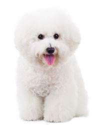 Bichon Frise