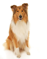 Collie