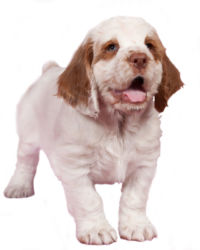 Clumber Spaniel