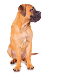 Bullmastiff