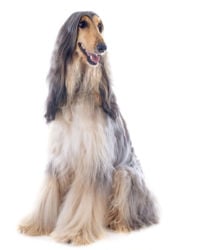 Afghan Hound picture