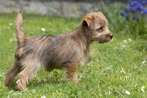 Norfolk Terrier colores