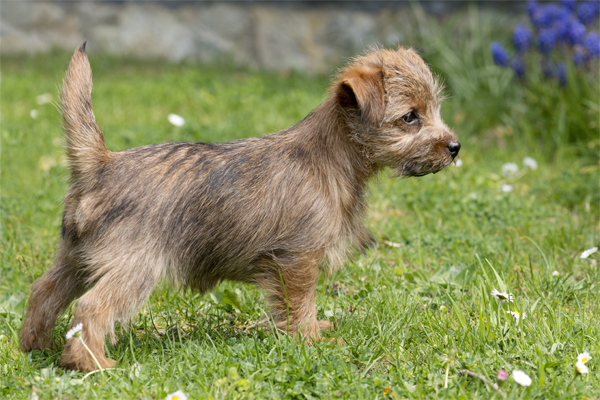 Norfolk Terrier colors