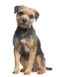 Border Terrier picture