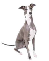 Italian Greyhound picture