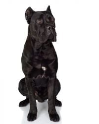 Italian Mastiff black picture