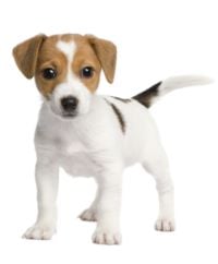 Jack Russell Terrier picture