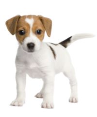 Jack-Russell-Terrier