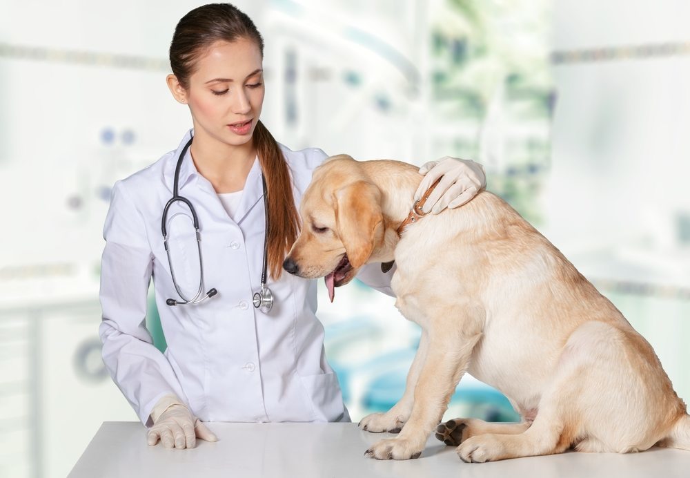 Health and Happiness: Should you Neuter your Dog?