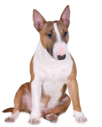 Miniature Bullterrier