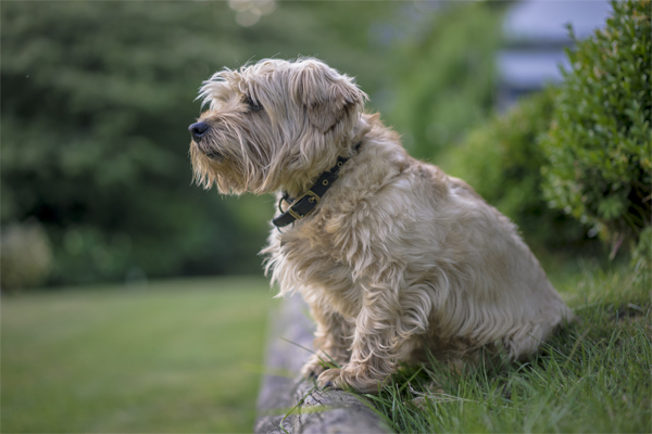 Norfolk Terrier Mantel