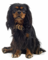 Englischer Toy Spaniel