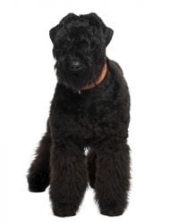 Ruso Negro Terrier