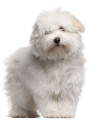 Coton de Tulear