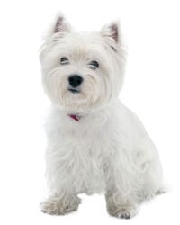 West Highland White Terrier picture
