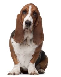 Basset Hound