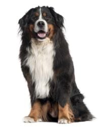 Bernese Mountain Dog picture