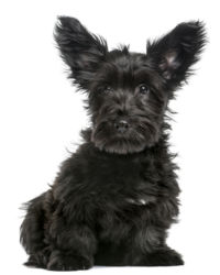 Skye Terrier