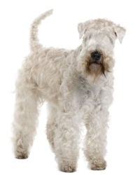 Soft Coated Weathen Terrier picture