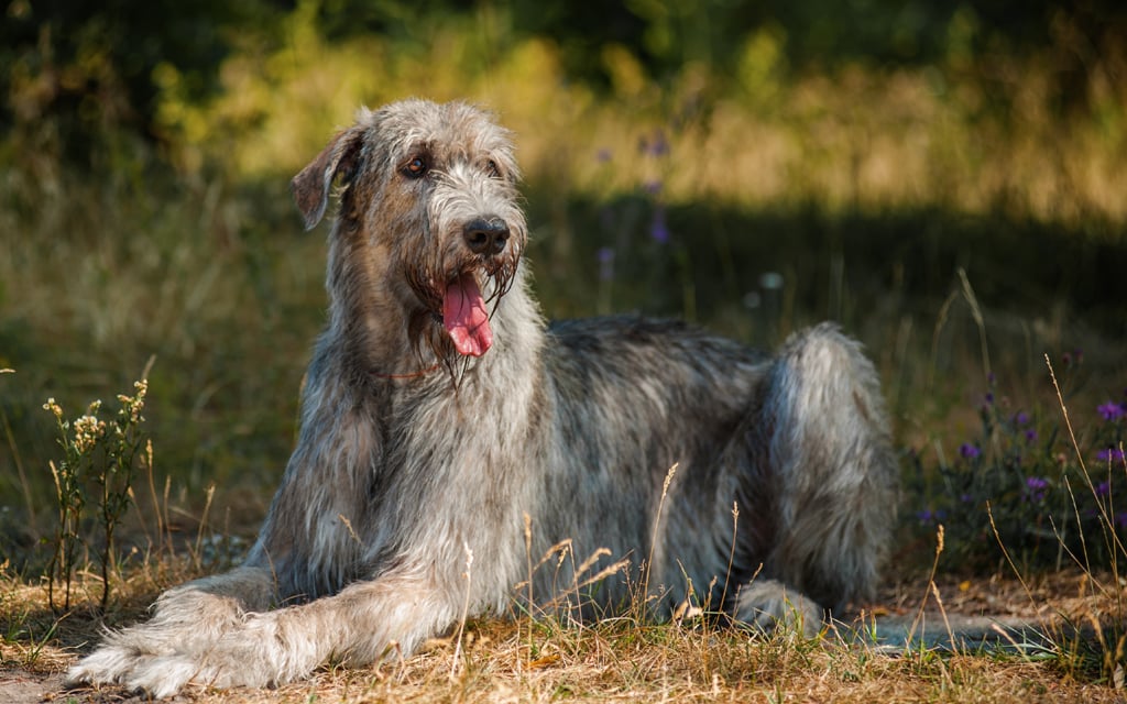 Wolfhound Irlandés perro