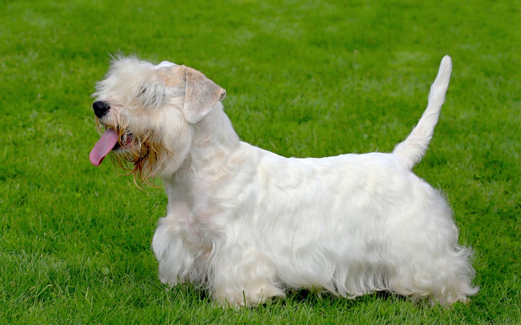 Sealyham Terrier Hund