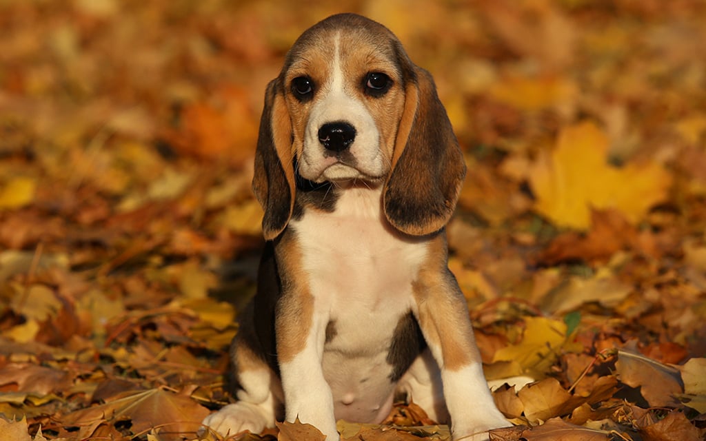 Beagle perro