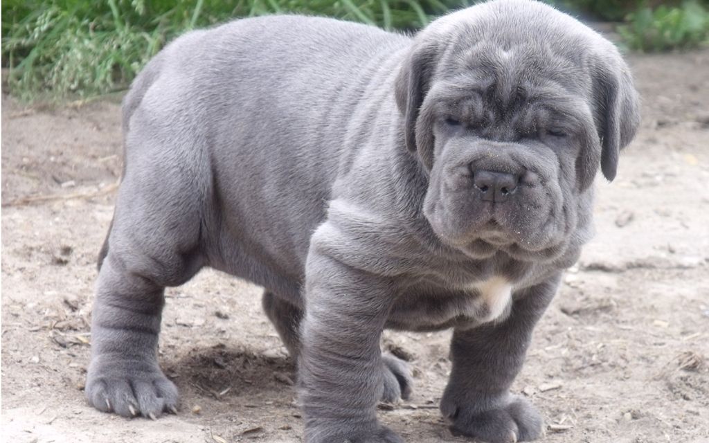 how many puppies does a neapolitan mastiff have on average