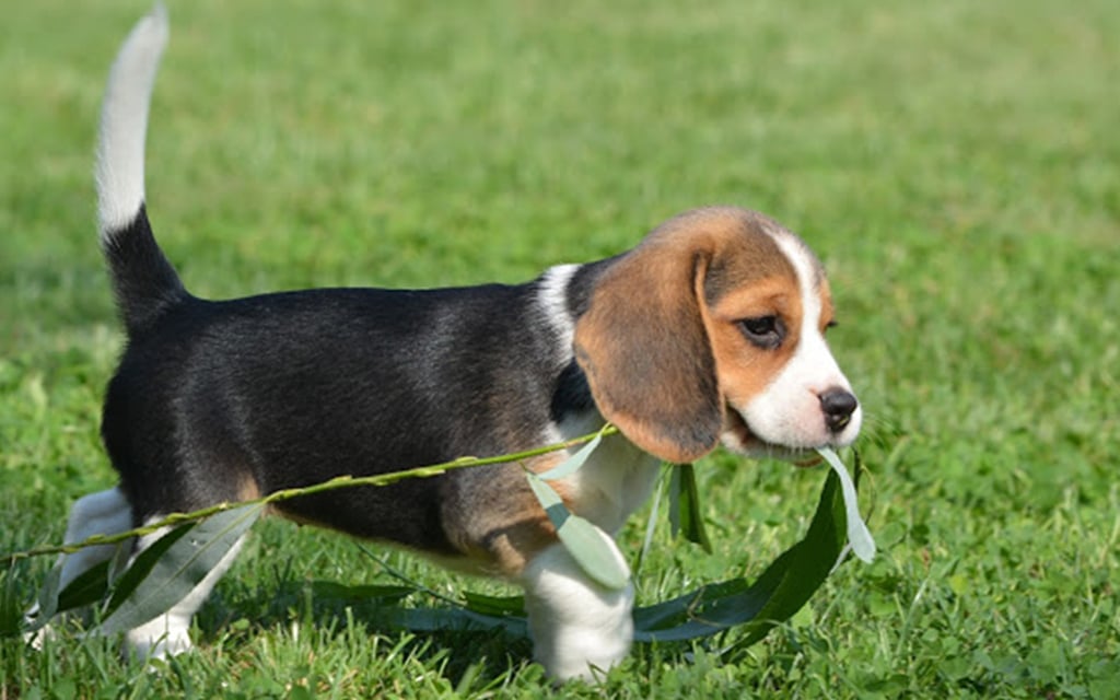 does a kerry beagle puppy bark loudly
