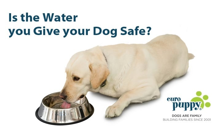 Is the Water you Give your Dog Safe and keeping them healthy?