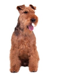 welsh terrier picture