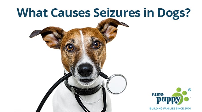 What Causes Seizures in Dogs?